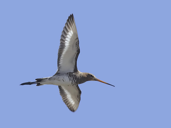 Mustapyrstökuiri, Black-tailed Godwit, Limosa limosa